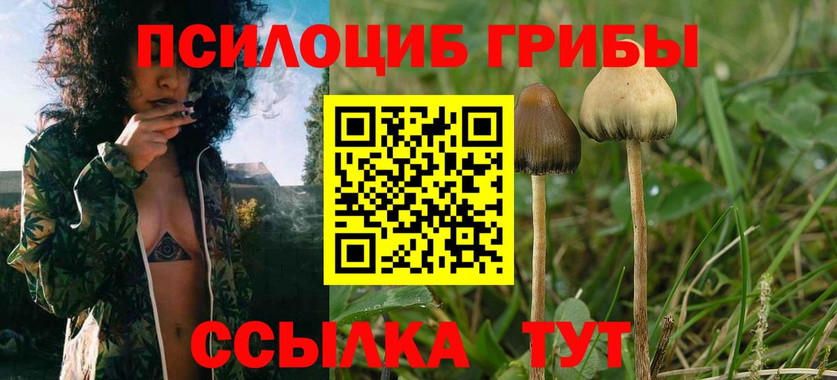 Псилоцибиновые грибы Psilocybine cubensis Котельники